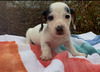 Black and tan piebald