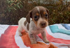 Chocolate & tan piebald