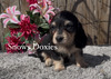 Koda (Black & Cream Dapple)